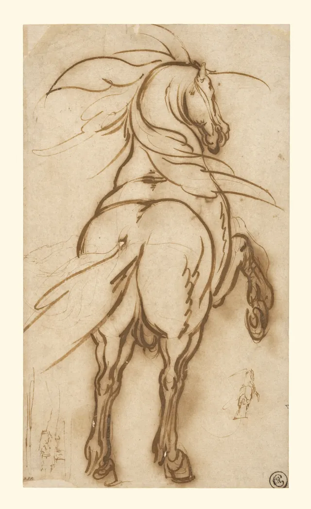 Jacques Callot, Étude d'un cheval cabré, dessin, vers 1616